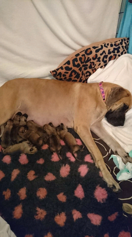 great dane puppies gumtree